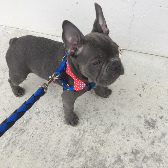 NOT FOR SALE and PET FREE HOME!!! ๐๐ค๐ - Picture 5 of 8